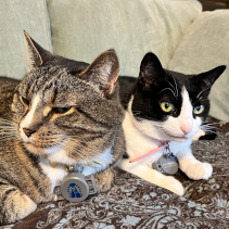 Tigger and Roo The photo shows the heads and paws of two cats laying on a green couch with a brown and blue paisley blanket. The cat on the left is a brown tabby with a white chest and blaze on his nose. The cat on the right is a tuxedo with a pink nose and collar.